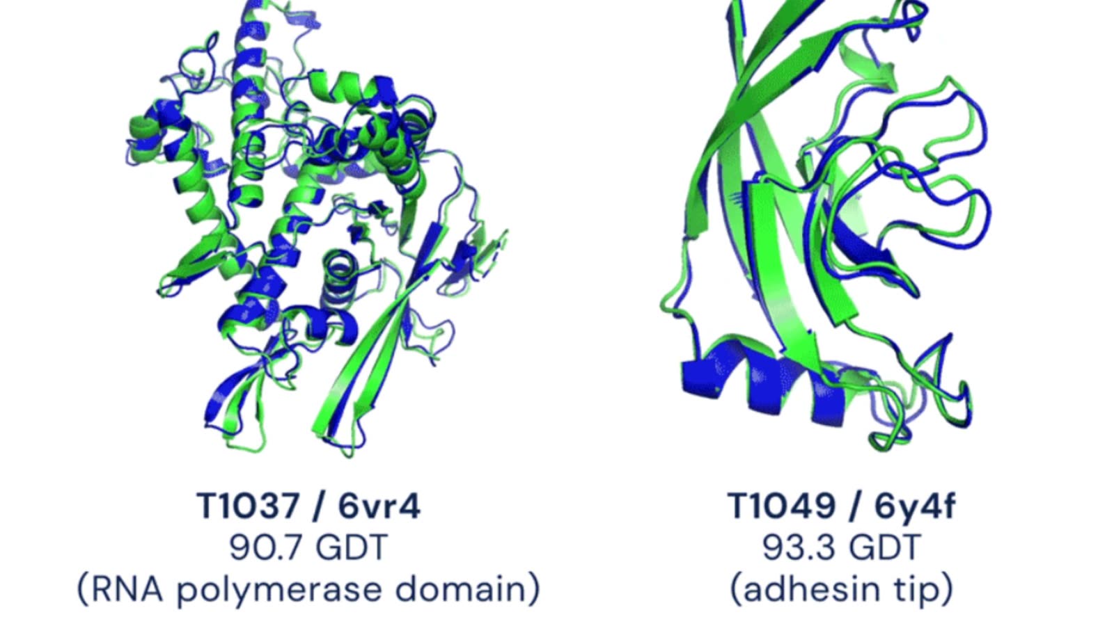 Structures protéiques prédites par AlphaFold2 superposées aux structures expérimentales (cibles CASP T1037 et T1049)